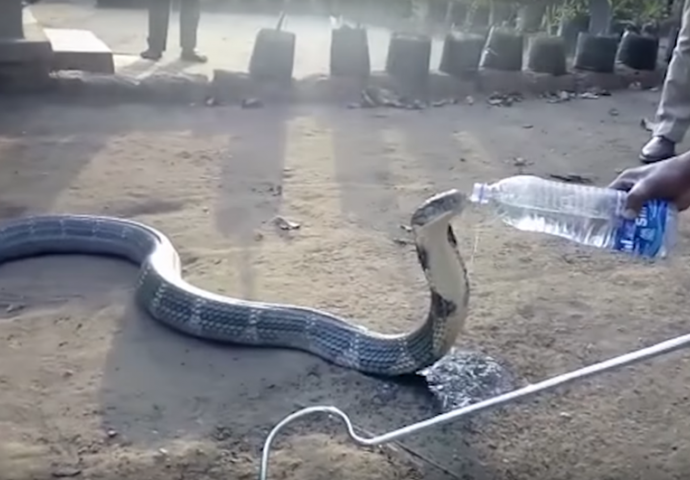 SCENA KOJA SE RIJETKO VIĐA: Smrtonosna zmija uživa pijući vodu iz boce (VIDEO)