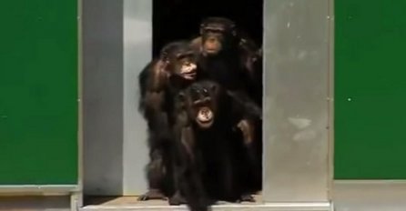 Ove čimpanze su bile 30 godina zatvorene u kavezima: Kada su ih pustili vani, istopilo nam se srce (VIDEO)