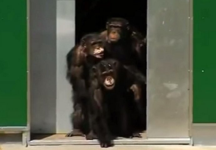 Ove čimpanze su bile 30 godina zatvorene u kavezima: Kada su ih pustili vani, istopilo nam se srce (VIDEO)