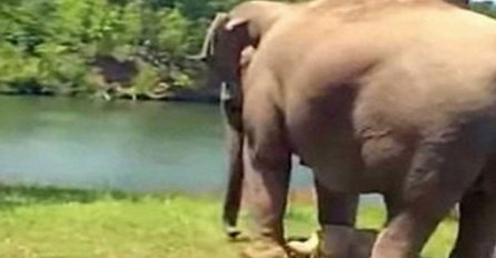 Ovaj slon je čekao na istom mjestu 3 sedmice: Kada pogledate zašto, oduševit ćete se (VIDEO) 