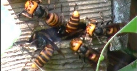 Snimak u kojem grupa ogromnih stršljenova uništava cijelu košnicu pčela, nešto je što se rijetko viđa (VIDEO)
