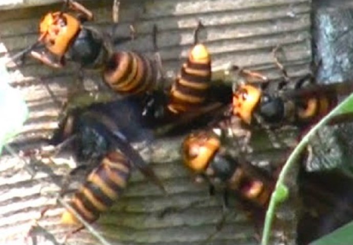 Snimak u kojem grupa ogromnih stršljenova uništava cijelu košnicu pčela, nešto je što se rijetko viđa (VIDEO)