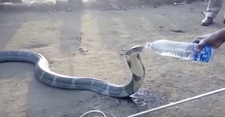 Žedna kobra pila vodu iz flaše (VIDEO)
