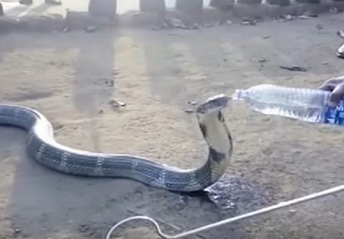 Žedna kobra pila vodu iz flaše (VIDEO)