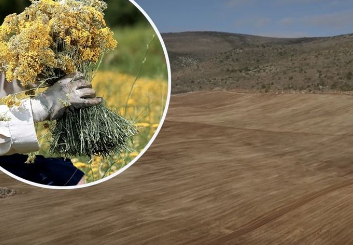 HERCEGOVCI OTKRILI NOVI IZVOR VELIKE ZARADE: Oni koji su ušli u taj posao, sigurni su da će im ovaj biznis donijeti BOGATSTVO!