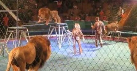 Šok u cirkusu: Lav podivljao i napao trenera, publika vrištala 