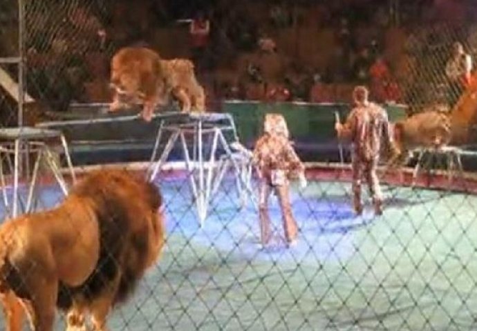 Šok u cirkusu: Lav podivljao i napao trenera, publika vrištala 