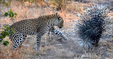 Izgladnjeli leopard je napao bodljikavo prase, to mu je bila najveća greška koju je ikada napravio (VIDEO)