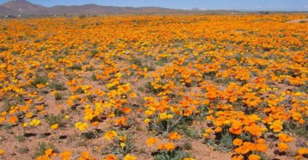 Jednom u deset godina: Procvjetala pustinja u Kaliforniji