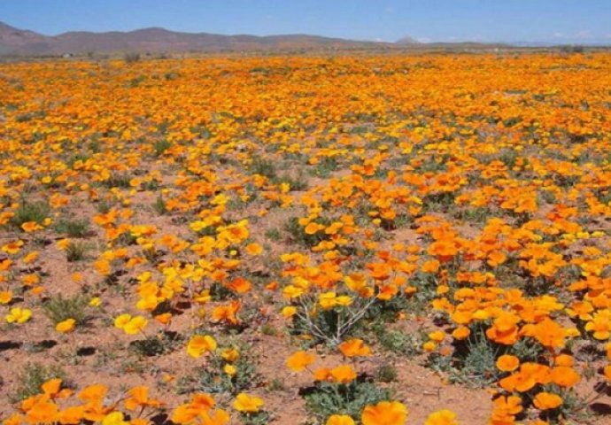 Jednom u deset godina: Procvjetala pustinja u Kaliforniji