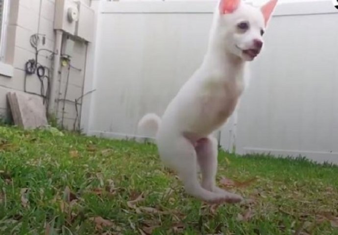 Ovaj se psić rodio bez prednjih nogu, ali je ipak najsretniji pas na svijetu (VIDEO)