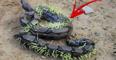 Gladna zmija se namjerila na pogrešnu životinju (VIDEO)