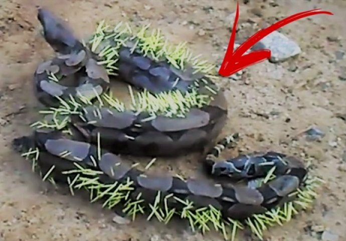 Gladna zmija se namjerila na pogrešnu životinju (VIDEO)