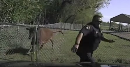 NE SMIJETE PROPUSTITI OVAJ OKRŠAJ: Kad luda krava krene na policajca! (VIDEO)