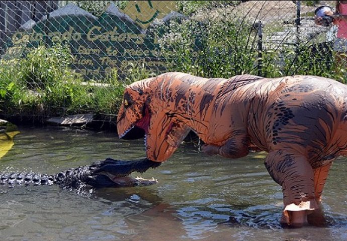 Obukao je kostim dinosaurusa i ušao u vodu izazivati krokodila, ovako nešto još niste vidjeli (VIDEO)