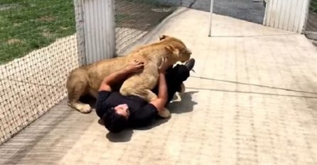 Reakcija lava na susret s čovjekom koji ga je spasio ostavit će vas bez teksta