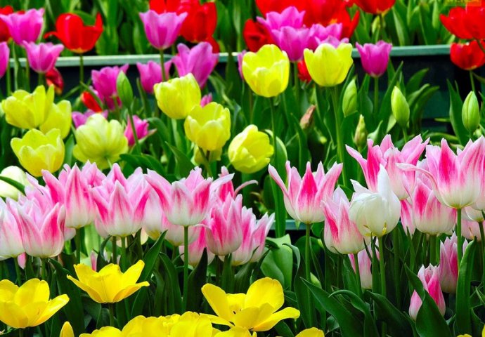 VRT KAO IZ SNOVA: Ovo je najljepše cvijeće za sadnju u proljeće!