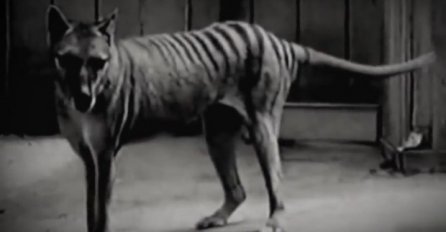 80 GODINA NAKON ISTRIJEBLJENJA: Vidjeli su tasmanijskog tigra, pa postavili kamere kako bi i drugima dokazali! (VIDEO)