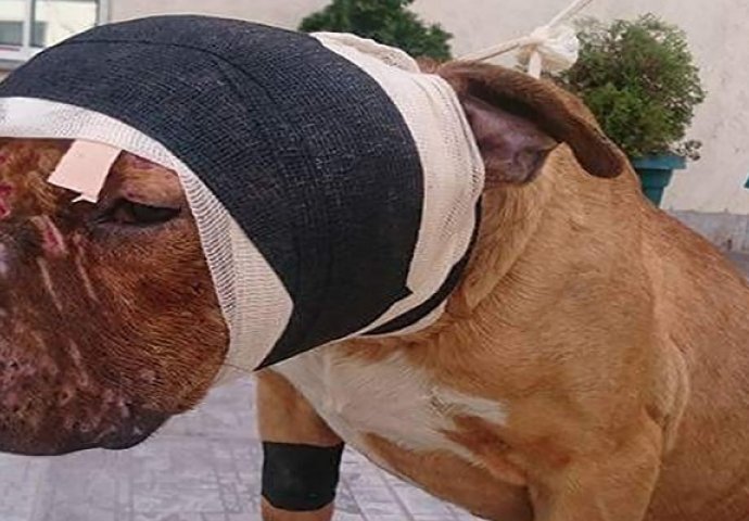 Pucali psu u glavu iz pištolja jer je izgubio u borbi: Ovo što su mu uradili monstrum je za smrtnu kaznu! 