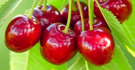 20 trešanja ima 10 puta jače dejstvo od ASPIRINA