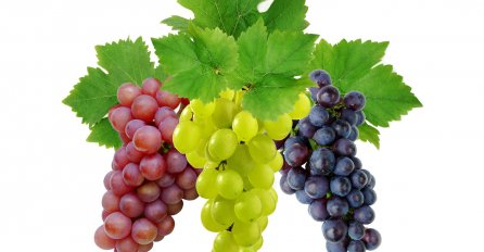 Sjeme GROŽĐA učinkovitije i od KEMOTERAPIJE 