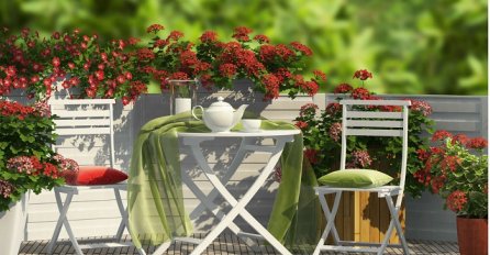 Zahvalno cvijeće: 5 nezahtjevnih balkonskih krasotica koje svima uspijevaju