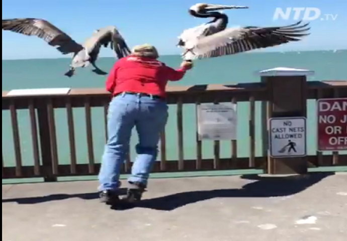 Uhvatio je pelikana za nogu, a poslije ovoga su mu svi aplaudirali (VIDEO)