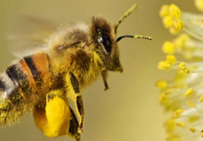 Provjerite zašto se pčelin pelud naziva “SAVRŠENOM HRANOM”