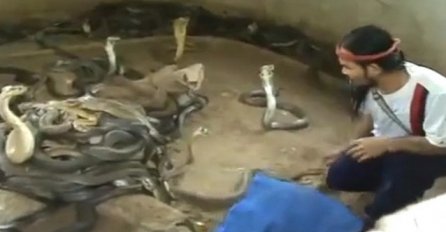 Kada vidite šta ovaj čovjek radi sa zmijama otrovnicama sledit će vam se krv u venama! (VIDEO)