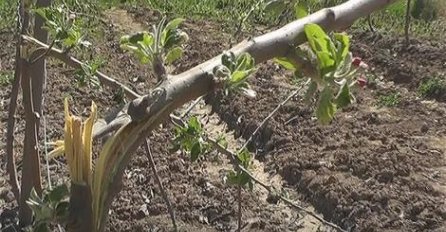 NEZAPAMĆEN VANDALIZAM: Porodici POSJEKLI I IZLOMILI 700 stabala u voćnjaku