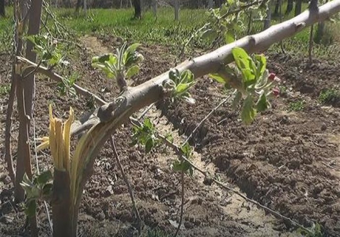 NEZAPAMĆEN VANDALIZAM: Porodici POSJEKLI I IZLOMILI 700 stabala u voćnjaku