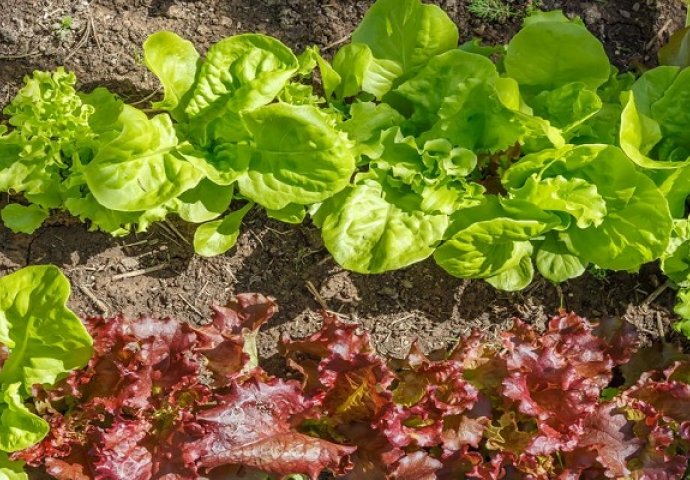 Ova salata djeluje čudotvorno: Uklanja bol i nesanicu, smiruje