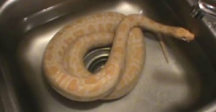 Kupao je pitona u sudoperi, a onda se na 0:53 događa nešto sasvim neočekivano (VIDEO)