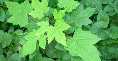 Evo kako javorov sirup ublažava kronične upale