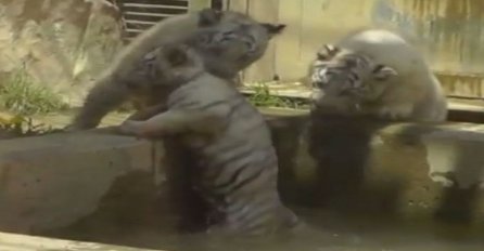 Kada mališani priskoče u pomoć: Ovako bebe tigra spašavaju brata u nevolji (VIDEO)