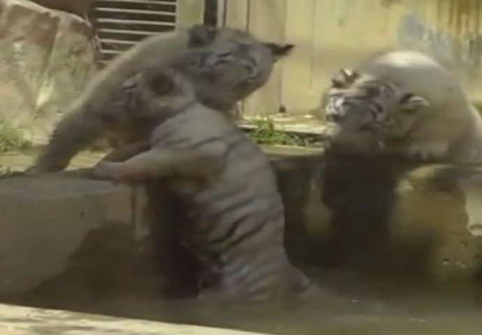 Kada mališani priskoče u pomoć: Ovako bebe tigra spašavaju brata u nevolji (VIDEO)