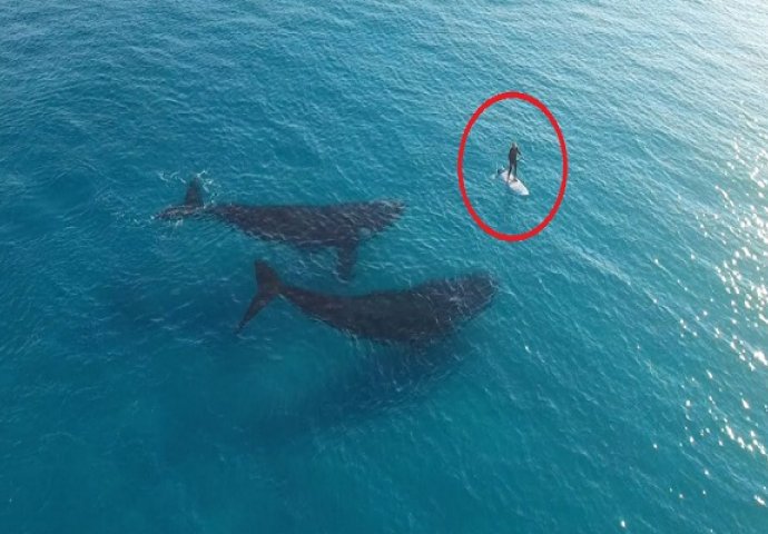 Surferu u susret plivala dva kita, a onda se desilo nešto čudesno! (VIDEO)