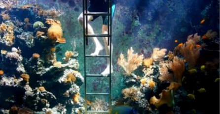 Kada vidite akvarijum od 30 000 litara u njegovoj dnevnoj sobi, past ćete sa stolice! (VIDEO)