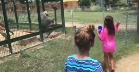 Prišla je majmunu u kavezu i gađala ga hranom, nećete vjerovati na koji način joj se osvetio! (VIDEO)