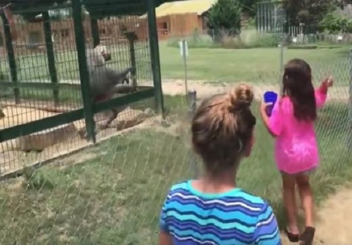 Prišla je majmunu u kavezu i gađala ga hranom, nećete vjerovati na koji način joj se osvetio! (VIDEO)