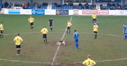Bila je to sasvim obična fudbalska utakmica, a onda je na teren ušao pas i nasmijao cijeli stadion (VIDEO)