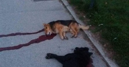 POLICIJA PROVJERAVA SLUČAJ: Ko je pobio pse lutalice na ulicama Novog Travnika?