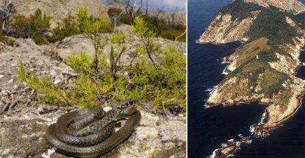  OSTRVO GDJE ŽIVE ZMIJE ČIJI OTROV OTAPA LJUDSKO MESO: Svako ko tamo dođe ima velike šanse da UMRE! (VIDEO)