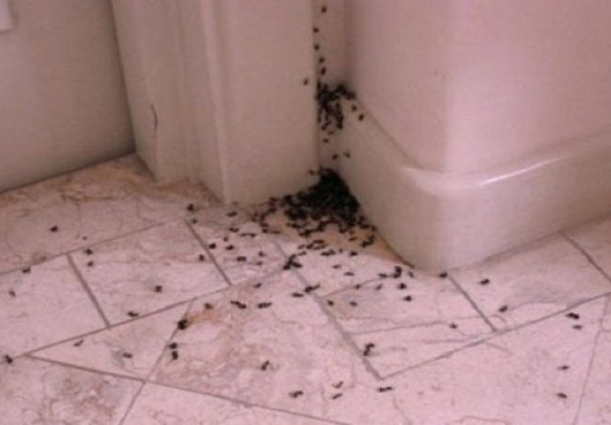Zanima vas kako se riješiti mrava na prirodan način bez upotrebe štetnih kemikalija?