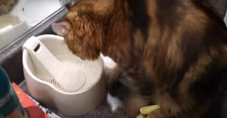 Ovako nešto nikada niste vidjeli: Prije nego što pije vodu, ovaj mačak radi nešto neviđeno (VIDEO)
