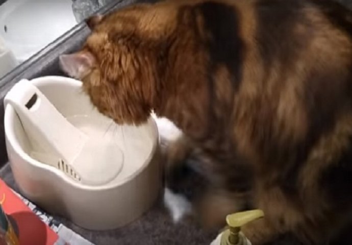 Ovako nešto nikada niste vidjeli: Prije nego što pije vodu, ovaj mačak radi nešto neviđeno (VIDEO)