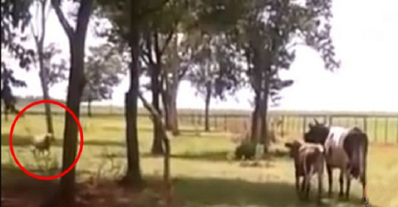 Snimao je svoje krave kako pasu na livadi, a onda je iz daljine dotrčao ovan i uradio nešto totalno ludo (VIDEO)