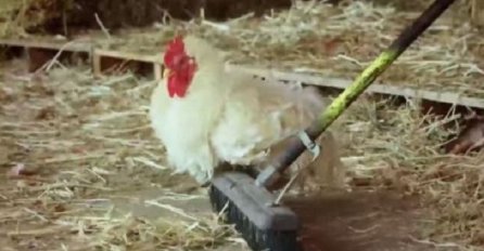 Ovaj pijetao se bojao noću ulaziti u kokošinjac: Kada su otkrili razlog, nisu mogli vjerovati (VIDEO)