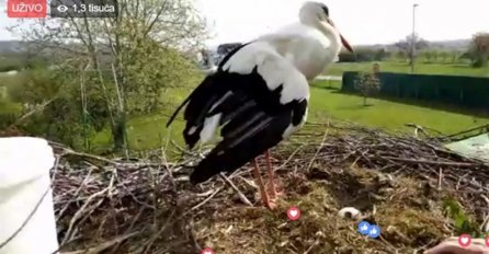 NAJVEĆA LJUBAVNA PRIČA U REGIONU: Kapetan stigao kod Malene i polupao joj sva jaja! (VIDEO)