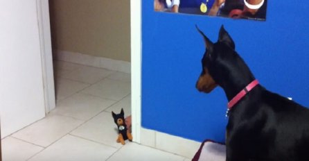 Kada je ovaj veliki opaki doberman vidio malog psa igračku, njegova reakcija nasmijala je milione (VIDEO)